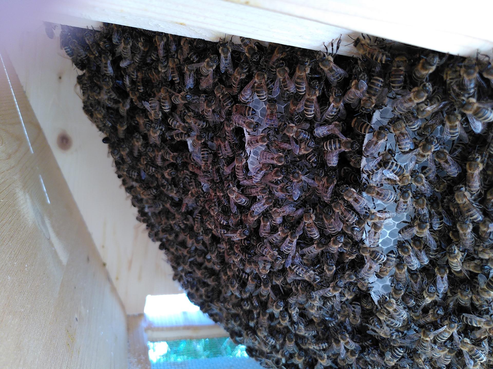 Naturwabenbau in Oberträgerbeute mit Bienen besetzt